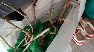 КУПИЛА ЛИНОЛИУМ, КОВРОЛИН/ЗАБРАЛИ ЗАКАЗ..