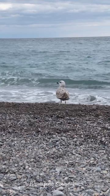 Морские птицы 🐦