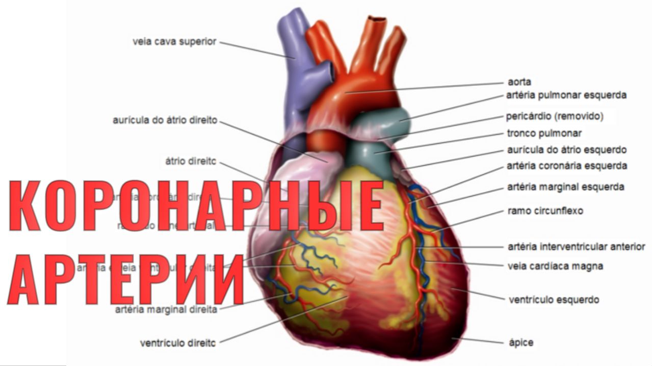 СТЕНТ ИЛИ СМЕРТЬ? НЕ ДЕЛАЙ СТЕНТ, ПОКА НЕ ПОСМОТРИШЬ. Коронарография: съемка того, что бьется у вас