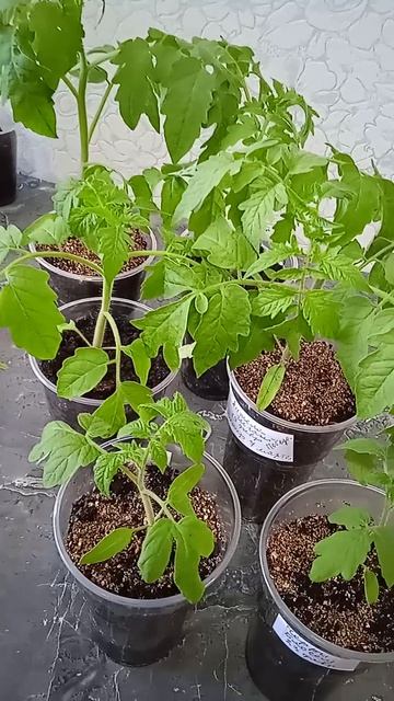 Рассада томатов Верлиока  через неделю после пикировки и подкормка не нужна