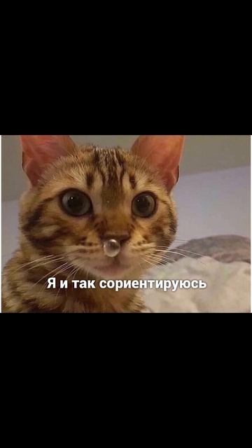 Котик просит милостыню. Приколы с котами