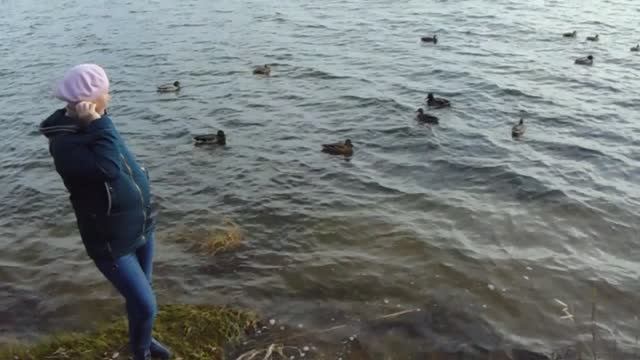 Дикие утки (1) * 5 минут релакса * 17.10.2019 (Архив)