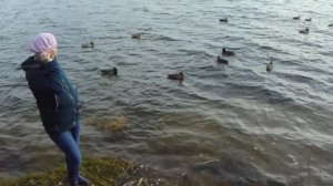 Дикие утки (1) * 5 минут релакса * 17.10.2019 (Архив).