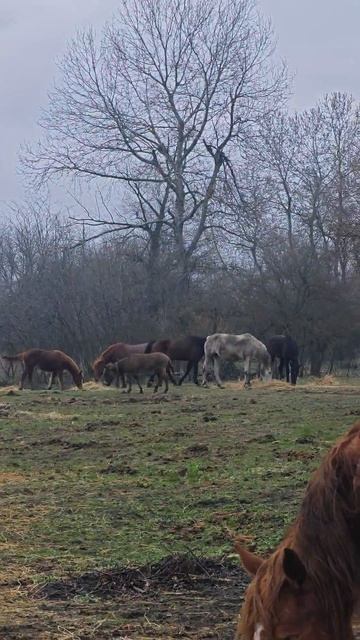 Вот такая наша ферма

#ферма #лошади #прокат