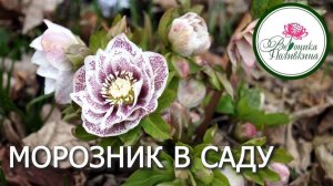 МОРОЗНИК В САДУ +ПОСАДКА