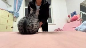 Прыгучая жопка