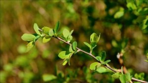 Ловушка ложной пятницы для каждого знака зодиака.