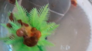 Их рекомендуют все! Лучшие питомцы для любителей и начинающих!