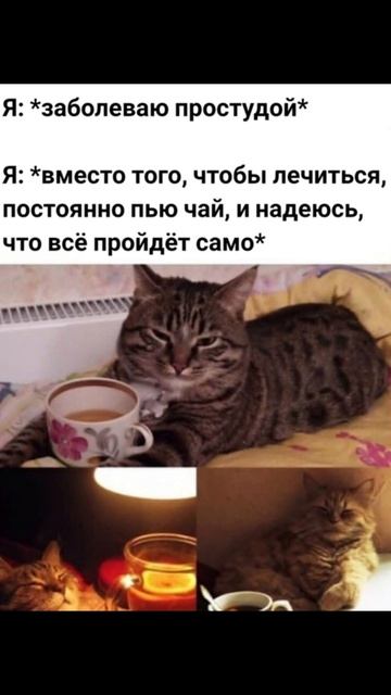 Люся хочет жрать! Приколы с котами