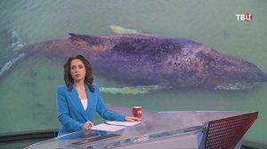 Застрявший на мелководье кит смог выбраться из плена