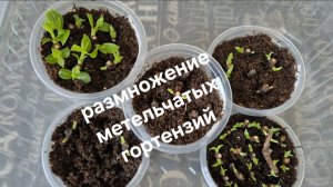 Размножение метельчатых гортензий. Серия Bloomulus и Мечта Лесково.