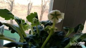 МОИ ОШИБКИ.СЕКРЕТ ЖАРЕНОГО КАРТОФЕЛЯ,ТАК ЖАРИЛА МОЯ МАМОЧКА😄🥣🥣🥗🥗🥙🍔🥓🥩