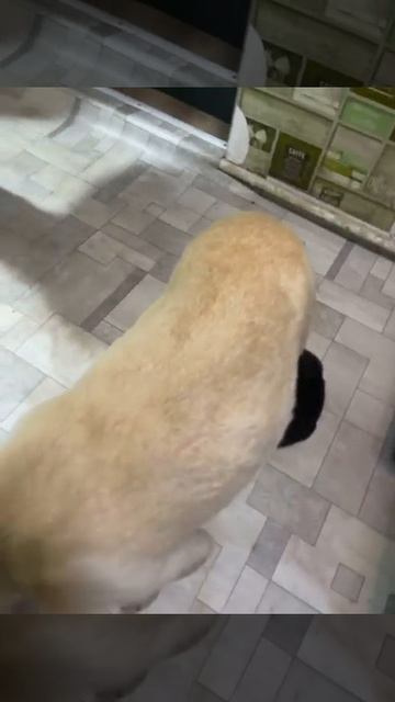 Ташкент. Помните эту семью лабрадоров? Мамочку выкинули с детишками на верную смерть!