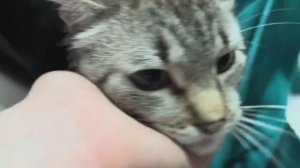 VLOG_Новый маникюр_Делаем оливье_Моем кота