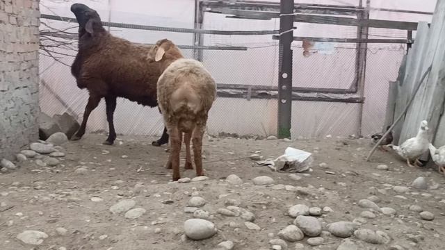 гисарские бараны