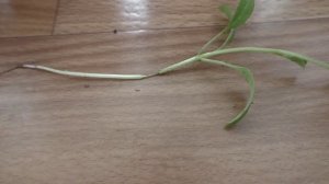 На рассаде баклажанов черная ножка