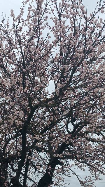 Весна всё цветёт и пахнет Крымск