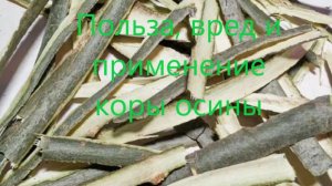 Польза, вред и личный опыт применения коры осины