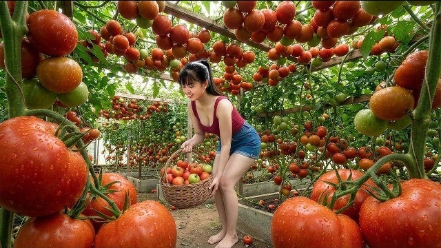 Собираю на ферме помидоры, капусту, цветную капусту и зеленые яблоки. Торгую на рынке. Фуонг