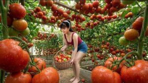 Собираю на ферме помидоры, капусту, цветную капусту и зеленые яблоки. Торгую на рынке. Фуонг