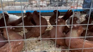 27.03.2026 г Начало Сборной на Садоводе ,Москва !!!