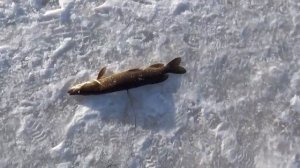 НА ИЗБУ НА ДВЕ НОЧИ _ ЛОВЛЯ ЩУКИ НА ЖЕРЛИЦЫ _ БЕШЕНЫЙ КЛЕВ _ 30 ЩУК!