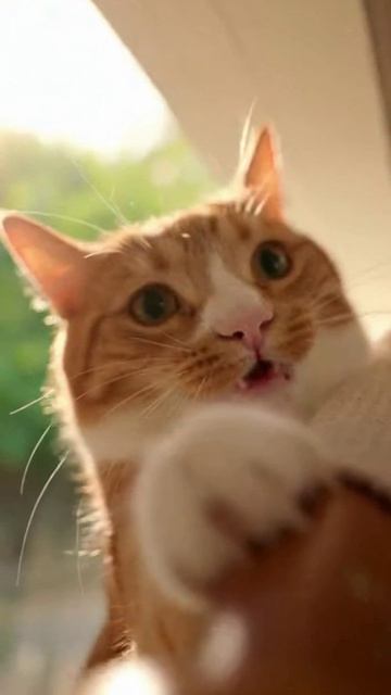 Шторный альпинист #cat #веселыекоты #funnycats #красиваякошка #cute #видосыоткота #funny #котофейка