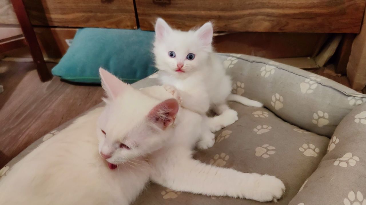 Мама-кошка и её прекрасный котёнок. Котёнок Микки играет с кошкой-мамой.