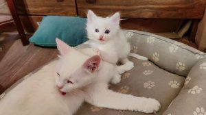 Мама-кошка и её прекрасный котёнок. Котёнок Микки играет с кошкой-мамой.