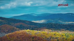 С полем! Олень, изюбрь и косуля. Приморский край.