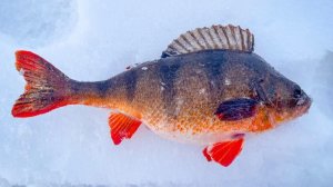 Окуни гиганты! Ловля щуки на жерлицы! Рыбалка в Татарстане.