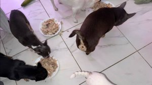 Сегодня у хвостиков прям царский обед.