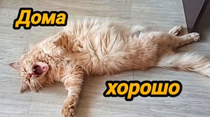 ЖИЗНЬ НАЛАЖИВАЕТСЯ 😊🐈 МЫ ДОМА 👍 НО ЛЕЧЕНИЕ ЕЩЁ ПРЕДСТОИТ ДОЛГОЕ ❤️