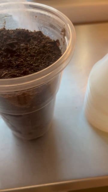 Как я посеяла лук порей