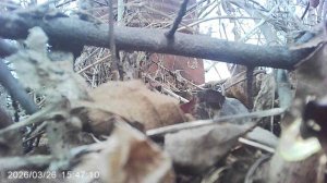 Вычищаю сад от сорняка - канадского клёна