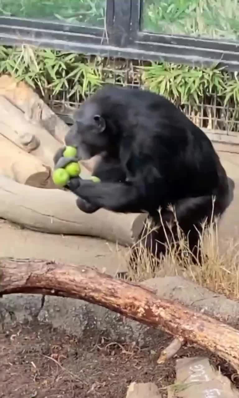 Kаждый раз, когда решаешь не брать пaкет в магазине 😁