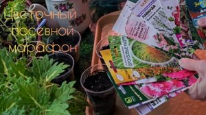 Сеем цветы быстро и просто