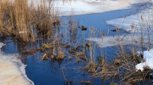 Новый подъем воды зафиксировали на реках Курганской области