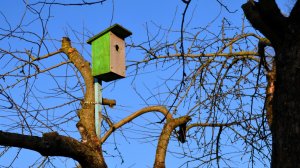 Скворцы в моём саду.