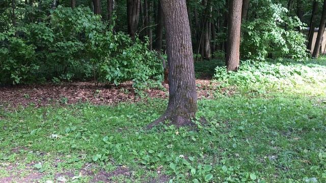 Белка в Измайловском парке, часть 4