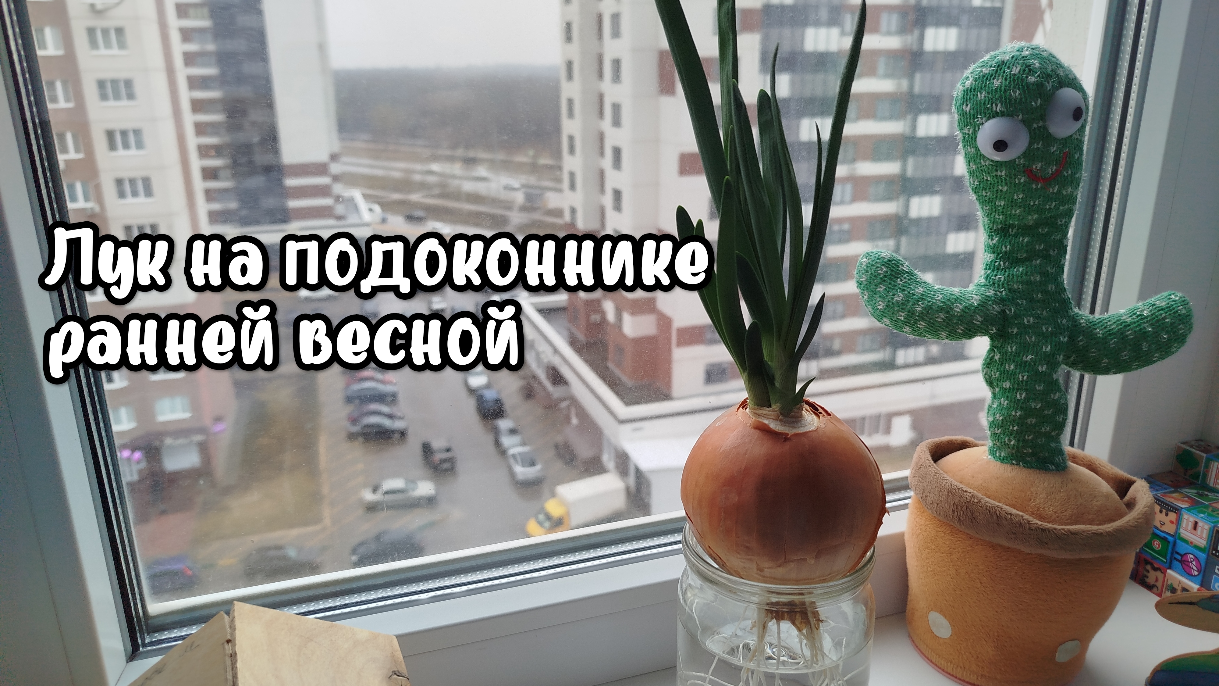 Выращивание лука в домашних условиях