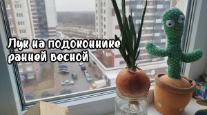Выращивание лука в домашних условиях