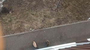 кормим котиков