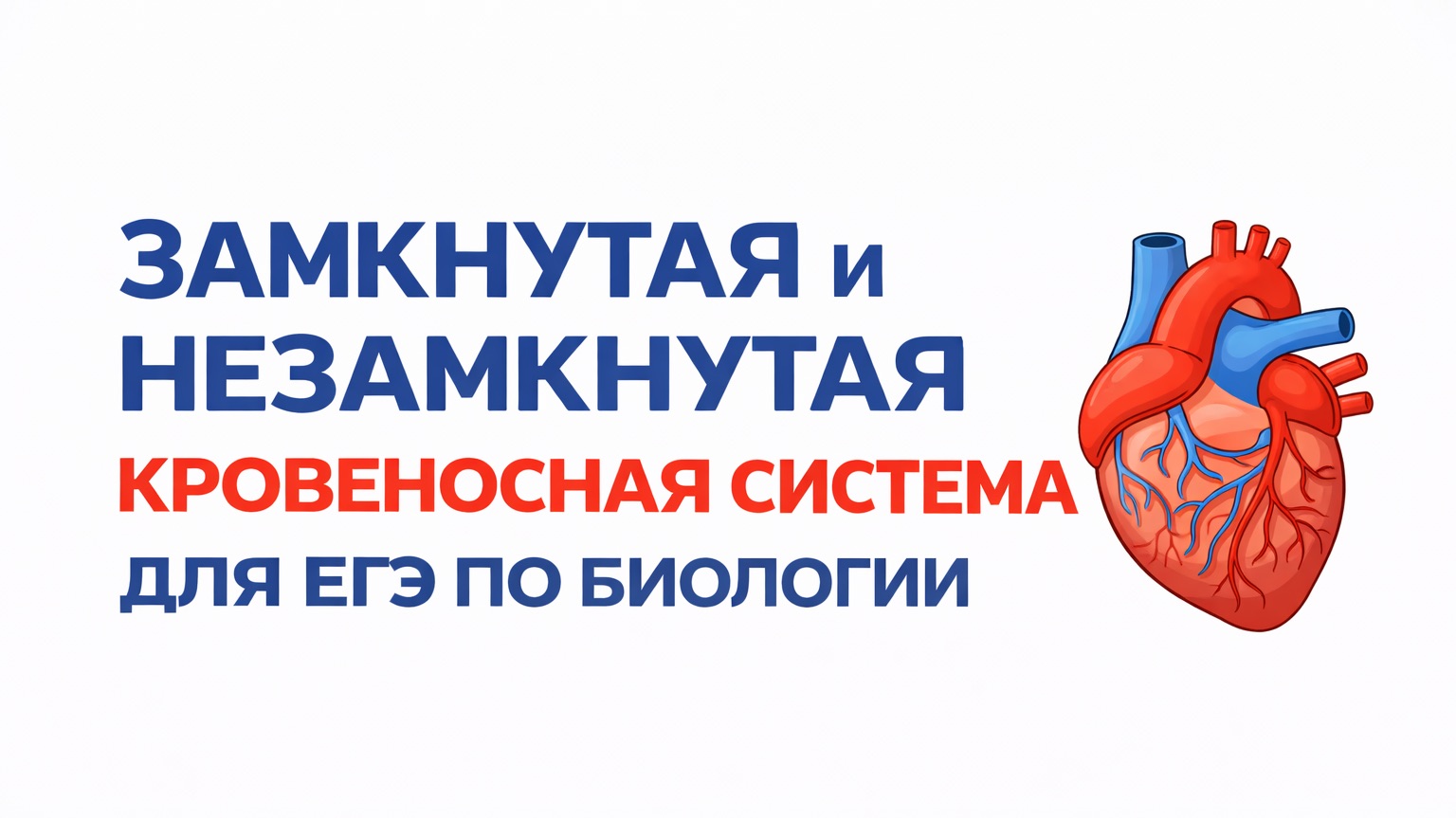 ЗАМКНУТАЯ И НЕЗАМКНУТАЯ КРОВЕНОСНЫЕ СИСТЕМЫ ДЛЯ ЕГЭ ПО БИОЛОГИИ