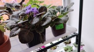 Делюсь фиалками, образ на сегодня, покупки из магазина Магнит. 27 марта 2026.