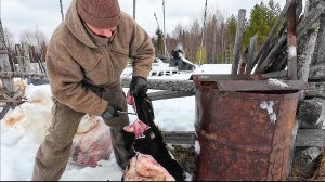 КАК Я СТАВЛЮ ПРИВАДУ НА МЕДВЕДЯ / ПЕРЕВОЖУ ВЫШКУ И УСТАНАВЛИВАЮ БОЧКУ.