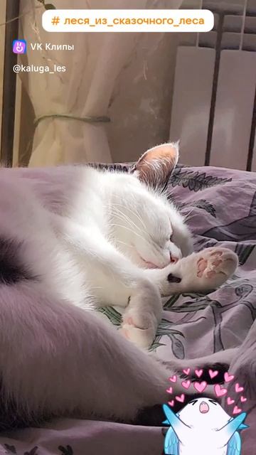 ХРАНИТЕЛЬ ЦВЕТОВ #леся_из_сказочного_леса #сказочныйлес #комнатныерастения #котбарсик #ловимдзен