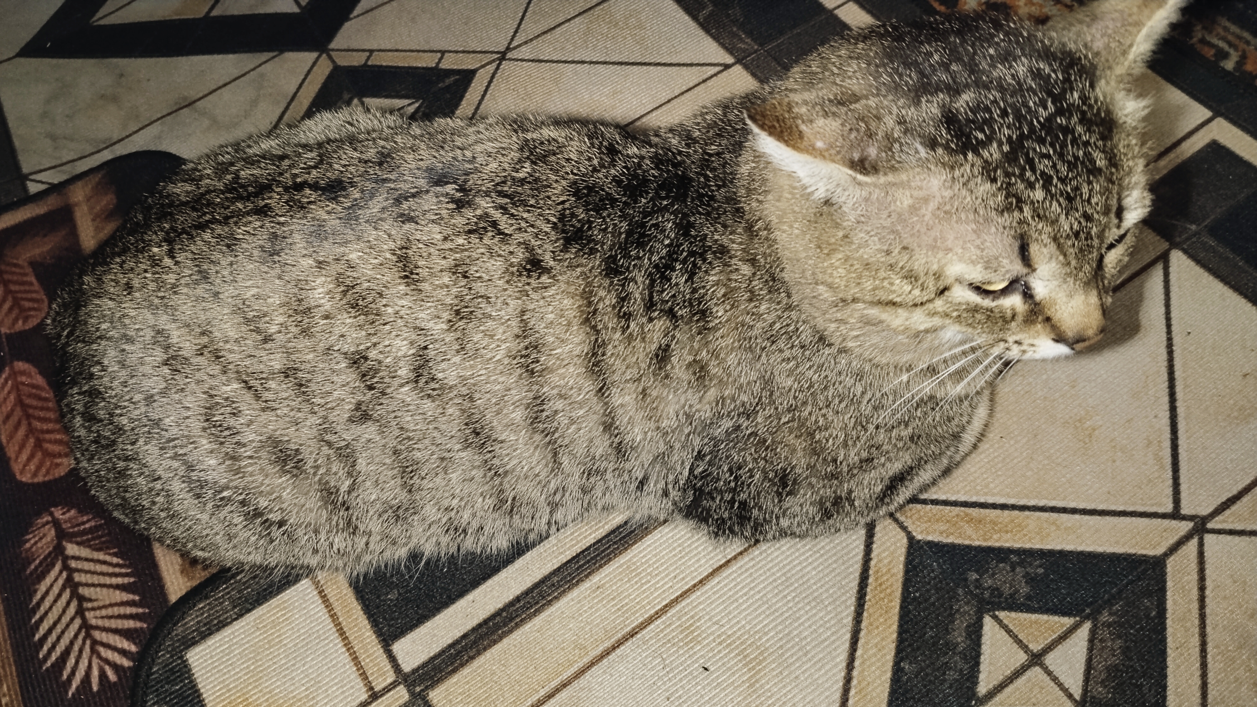 Второй побег кота! Вернулся без шлейки. Опять лечить!  🙄 27-03-2026