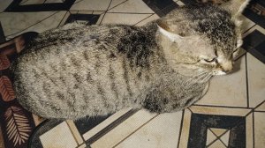 Второй побег кота! Вернулся без шлейки. Опять лечить!  🙄 27-03-2026