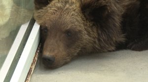 Сразу двоих медвежат спасают в Иркутске. Одного привезли из Братска, а другого нашли на КБЖД